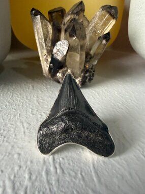 Charles Albert - Shark Tooth Fossil Sterling Silver Adjustable Ring